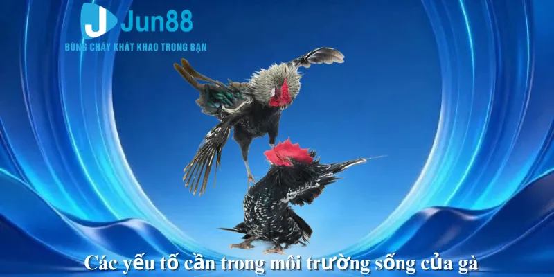 Các yếu tố cần trong môi trường sống của gà