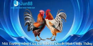 Môi Trường Sống Của Gà: Yếu Tố Quyết Định Chiến Thắng
